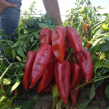 Elisa F1 Kapya Biber Fidesi