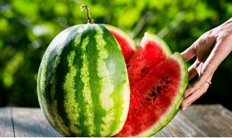 Karpuz Yetiştiriciliği