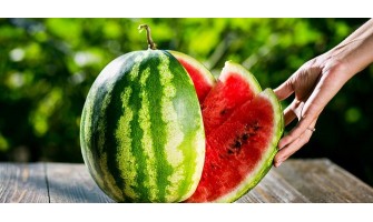 Karpuz Yetiştiriciliği