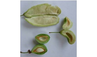 Erikte Cep Hastalığı (Taphrina pruni )