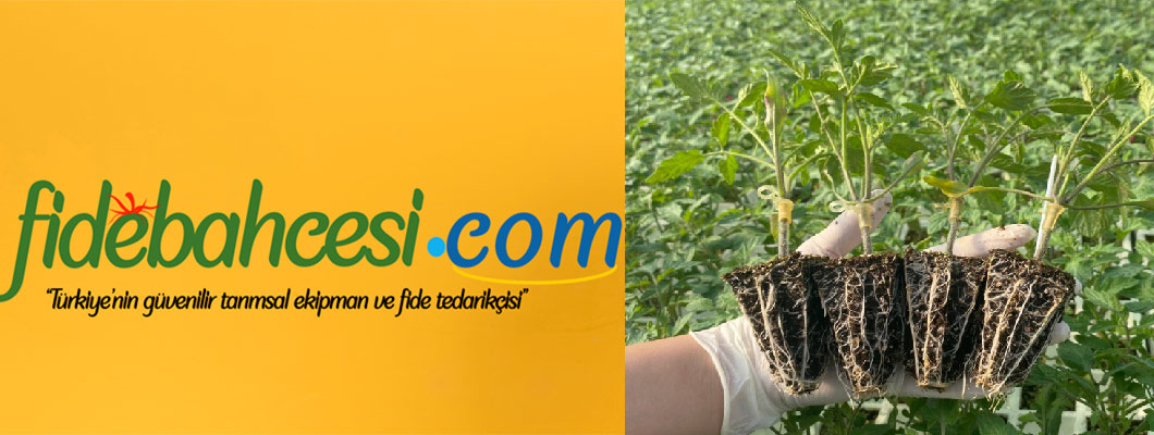 Aşılı Domates Fidesi