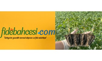 Aşılı Domates Fidesi