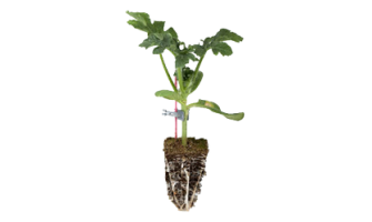 Neden Aşılı Karpuz Fidesi