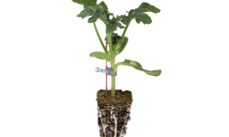 Neden Aşılı Karpuz Fidesi