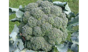 Brokoli Nasıl Yetiştirilir Kaç Dereceye Kadar Dayanır