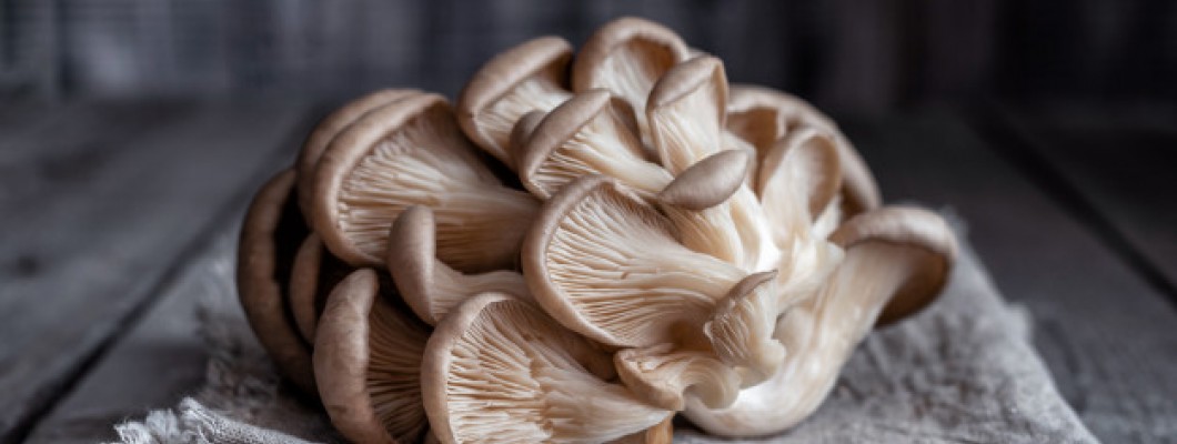 İstiridye Mantarı Üretim Aşamaları