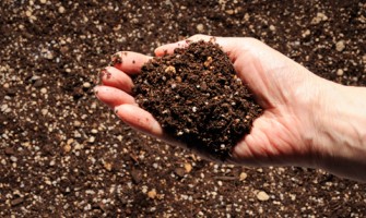 Kompost Nedir (Mantar Üretimi)