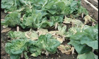 Botrytis cinerea (Kurşuni küf)