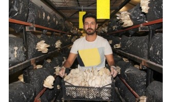Genç girişimci kurduğu tesiste yılda 20 ton mantar üretiyor