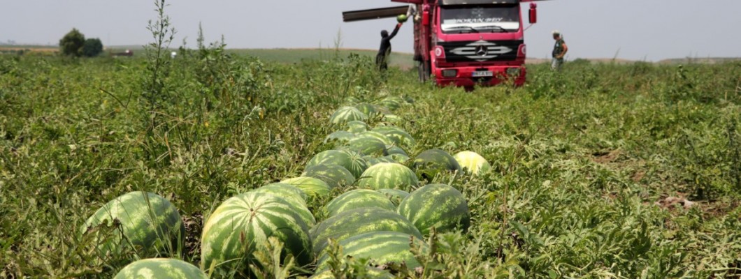 Karpuz Üretimi Nasıl Olur ?