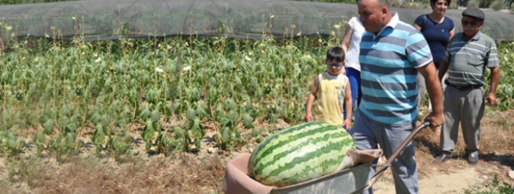 Karpuz Gübreleme Nasıl Yapılır