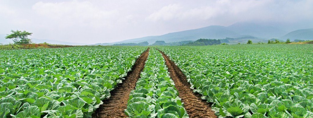 Lahana ekimi nasıl yapılır?