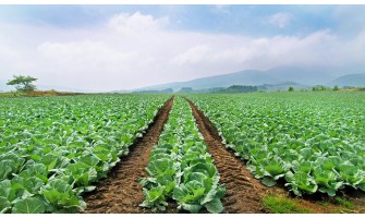 Lahana ekimi nasıl yapılır?