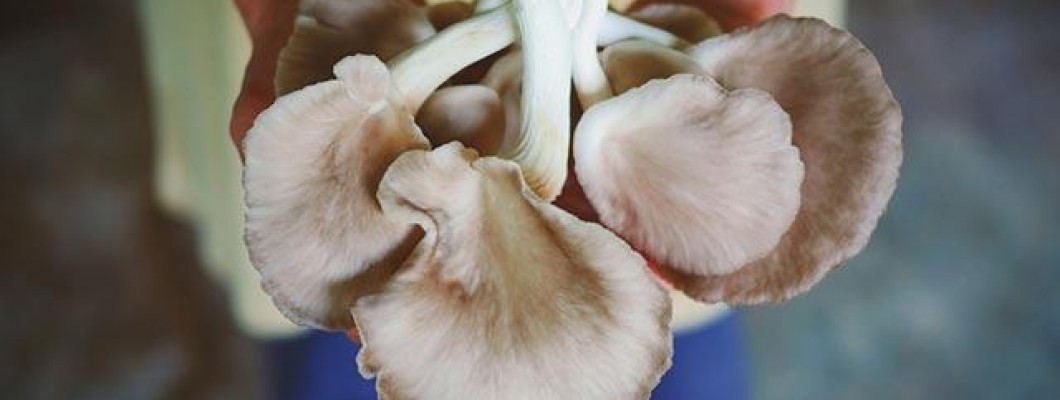 İstiridye Mantarı Sağlık Açısından Önemi