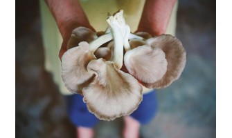 İstiridye (Kayın) Mantarı Üreticilerinin Karşılaştıkları Problemler