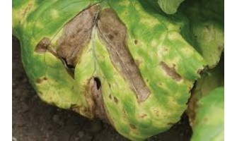 Marul Mildiyösü Hastalığı