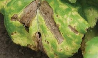 Marul Mildiyösü Hastalığı