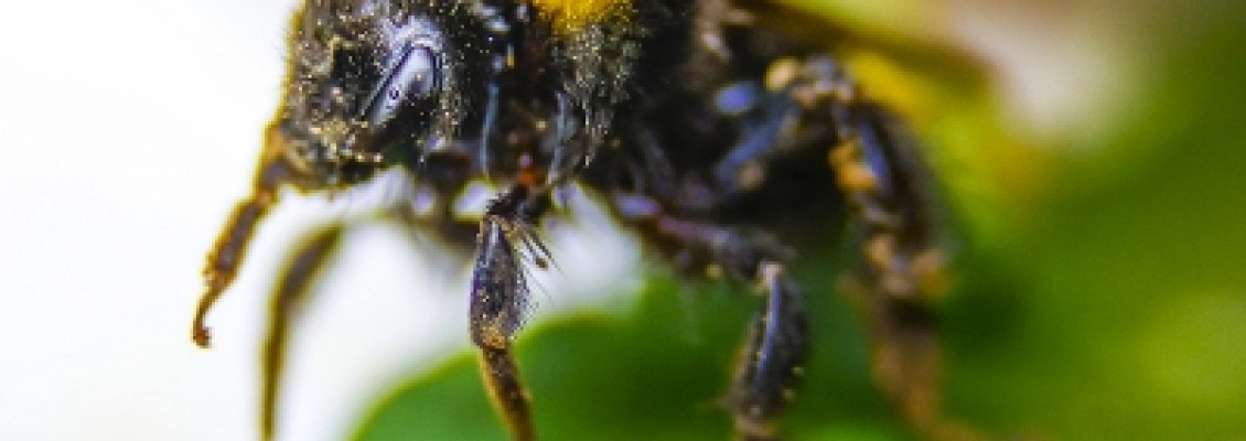 Bombuslar Arılar