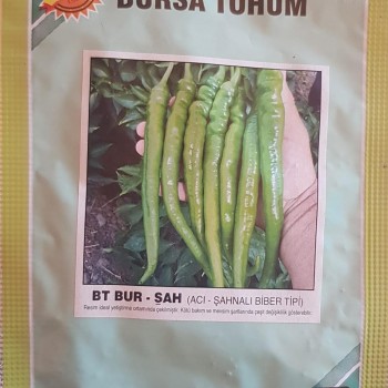 BT Bur_Sah Biber Tohumu