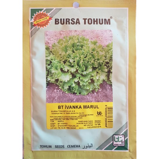 BT İvanka Kıvırcık Marul Tohumu