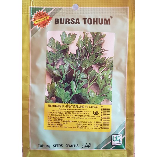 Maydanoz  İri Yaprak