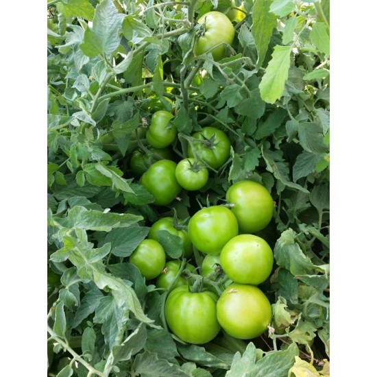 Cuma F1 Oturak Domates Fidesi