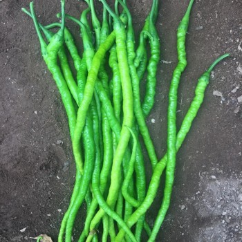 AZ 23 Sümbül F1 Kıl Biber Fidesi