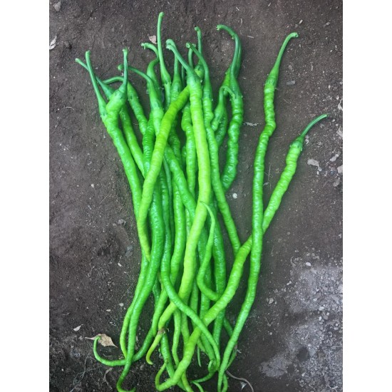 AZ 23 Sümbül F1 Kıl Biber Fidesi