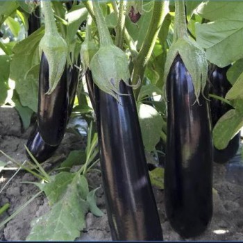 A117 F1 Patlıcan Fidesi