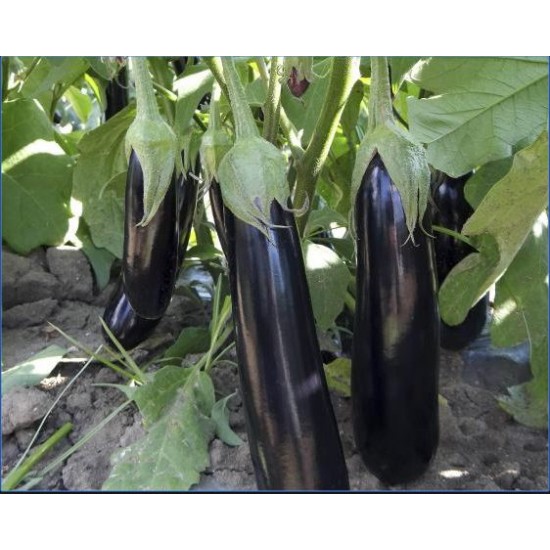 A117 F1 Patlıcan Fidesi