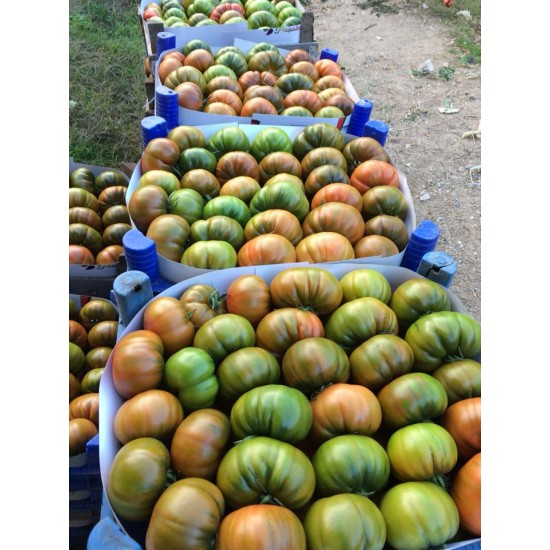 Alaturka F1 Domates Fidesi