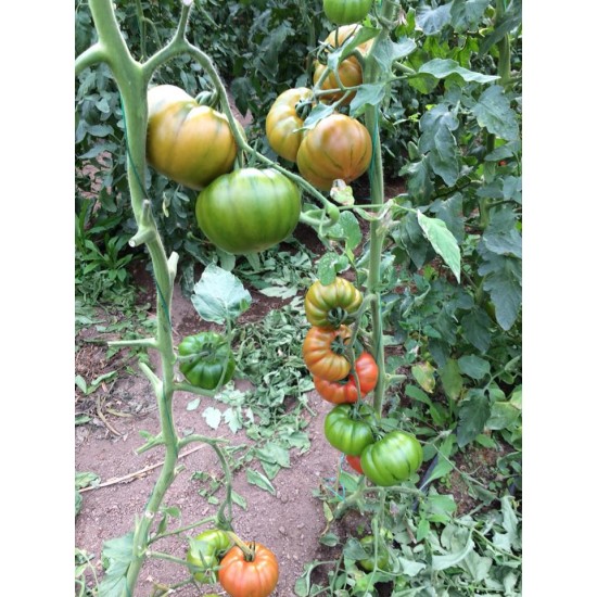 Alaturka F1 Domates Fidesi