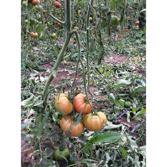 Alaturka F1 Domates Fidesi