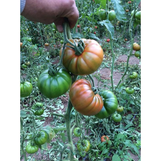 Alaturka F1 Domates Fidesi