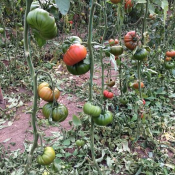 Alaturka F1 Domates Fidesi