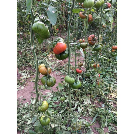 Alaturka F1 Domates Fidesi