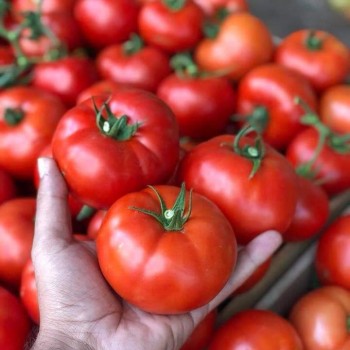 Alsancak F1 Domates Fidesi