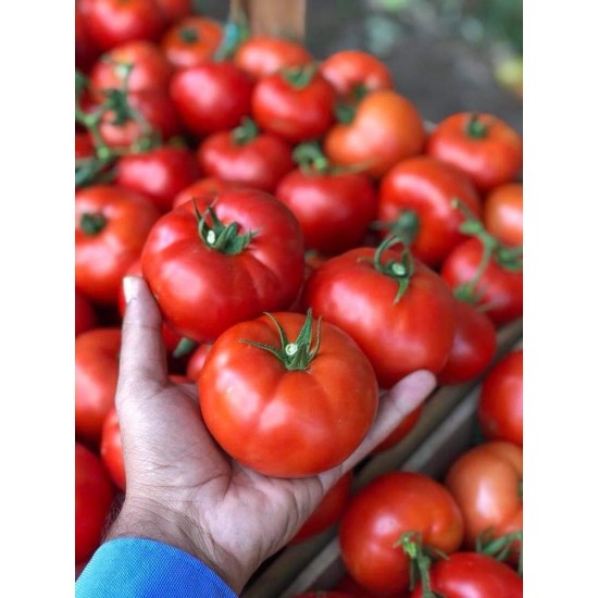 Alsancak F1 Domates Fidesi