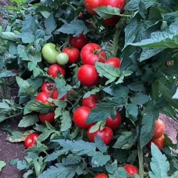 Alsancak F1 Domates Fidesi