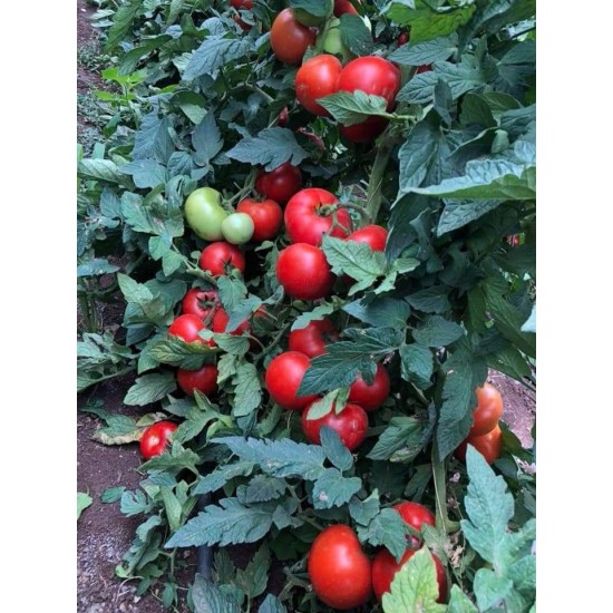 Alsancak F1 Domates Fidesi