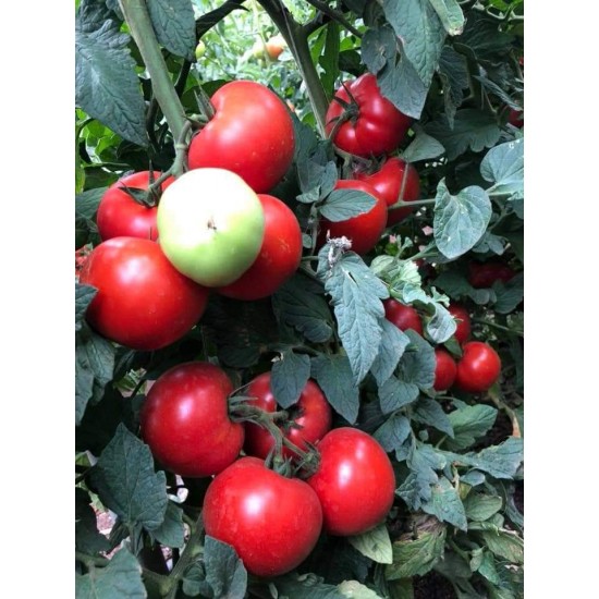 Alsancak F1 Domates Fidesi