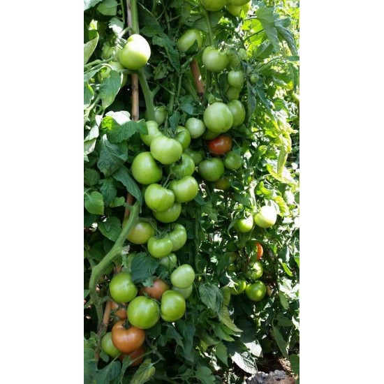 Alsancak F1 Domates Fidesi