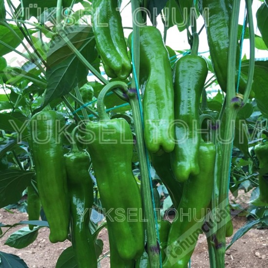 Buket F1 Üçburun Biber Fidesi