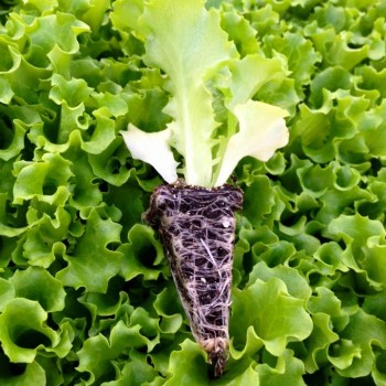 Caipira  Kıvırcık Marul Fidesi