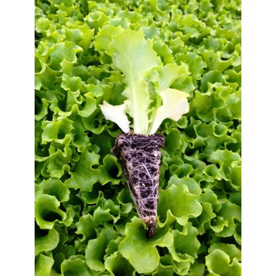 Caipira  Kıvırcık Marul Fidesi