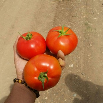 Cuma F1 Oturak Domates Fidesi