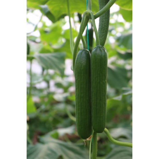 E-Z 2003 F1 Hıyar Fidesi