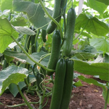 E-Z 2003 F1 Hıyar Fidesi