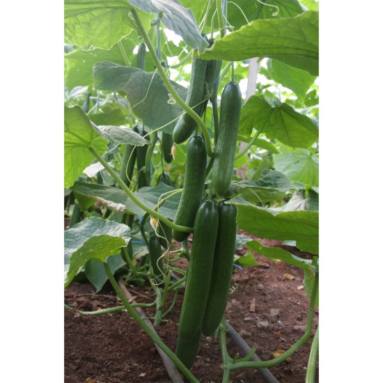 E-Z 2003 F1 Hıyar Fidesi