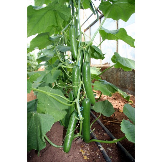 E-Z 2003 F1 Hıyar Fidesi